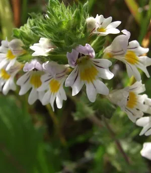 Eyebright очни методи за лечение на очни заболявания