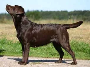 Szín fekete Labrador csokoládébarna fakó színű genetika kutyák