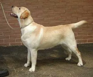 Szín fekete Labrador csokoládébarna fakó színű genetika kutyák
