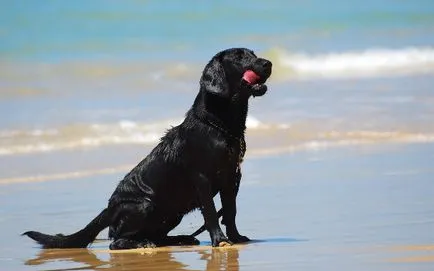 culori Labrador