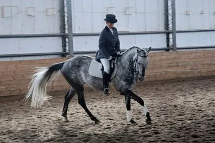 ló képzés idomítás elemek - helyszínen a lovak