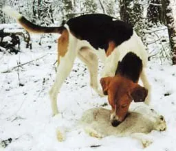 îngrijire Hound rusă nutriție coaching și formare