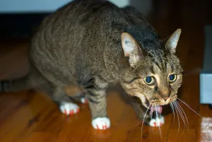 Повръщане при котките, повръщане при котките причинява повръщане при котки жълти