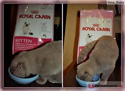 Canin Royal pisoi - «mâncarea preferată a mea pisoi Scottish Fold