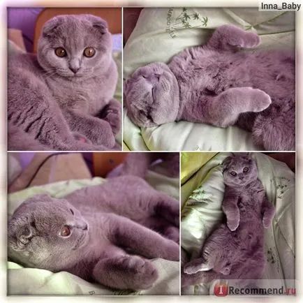 Canin Royal pisoi - «mâncarea preferată a mea pisoi Scottish Fold