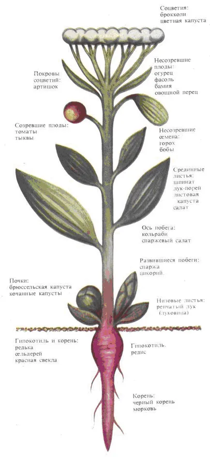 Rolul plantelor cultivate în viața umană