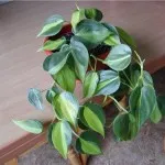 Philodendron домашни грижи (поливане, разсаждане, размножаване, грижа проблеми и болести)