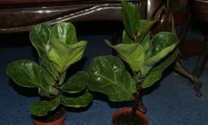 Ficus lyrata cultivare, dăunători și boli, de reproducție și secrete de îngrijire adecvate