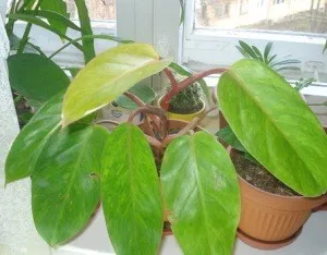 Philodendron домашни грижи (поливане, разсаждане, размножаване, грижа проблеми и болести)