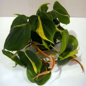 Philodendron домашни грижи (поливане, разсаждане, размножаване, грижа проблеми и болести)