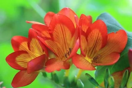 plantare Freesia și întreținere, multiplicare, transplantare, tăiere, specii, soiuri, plante fotografie