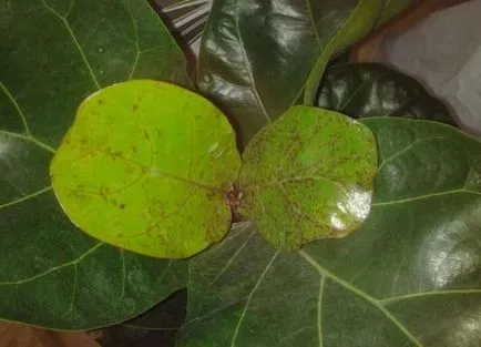 Ficus descriere lyrata, de îngrijire la domiciliu, de reproducere, transplant, boli și dăunători,