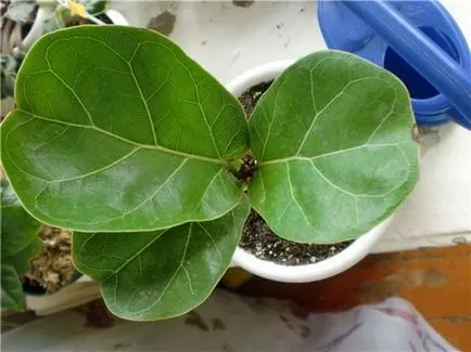 Ficus lyrata leírás, ápolási otthon, tenyésztés, transzplantáció, betegségek és kártevők