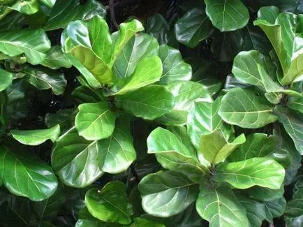 Ficus lyrata leírás, ápolási otthon, tenyésztés, transzplantáció, betegségek és kártevők