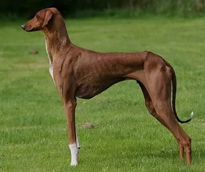 câini Descriere AZAWAKH rasa (Greyhound africane), proprietarii de comentarii și fotografii
