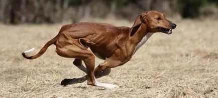 câini Descriere AZAWAKH rasa (Greyhound africane), proprietarii de comentarii și fotografii
