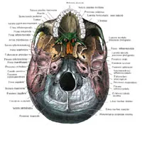 база на черепа