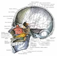 база на черепа