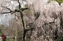 Nyaralás gyerekekkel Ashikaga Virág (Japán) - lila akác és nappali köztük tündérek, fotók Park - pihenő