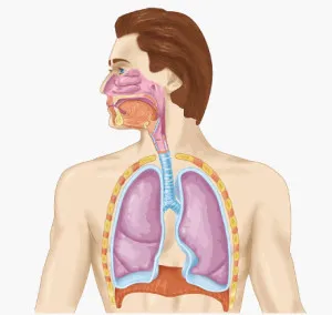 Caracteristici ale sistemului respirator - ca oxigenul intră în schimbul de gaze organism - Companie - Lotus