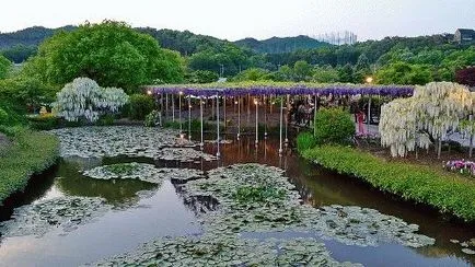 Nyaralás gyerekekkel Ashikaga Virág (Japán) - lila akác és nappali köztük tündérek, fotók Park - pihenő