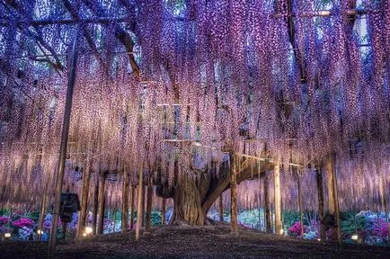 Nyaralás gyerekekkel Ashikaga Virág (Japán) - lila akác és nappali köztük tündérek, fotók Park - pihenő