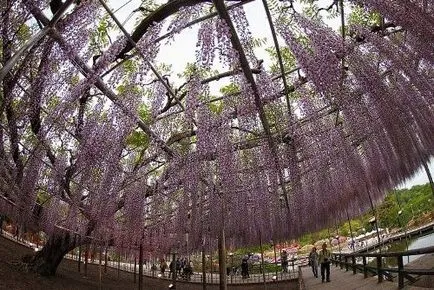 Nyaralás gyerekekkel Ashikaga Virág (Japán) - lila akác és nappali köztük tündérek, fotók Park - pihenő