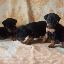 Pinscher eladó - pinscher kölykök