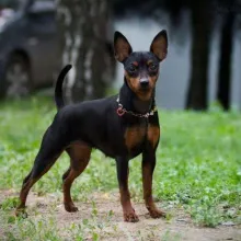 Pinscher de vanzare - pui Pinscher