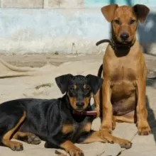 Pinscher de vanzare - pui Pinscher