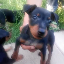 Pinscher eladó - pinscher kölykök