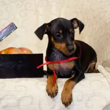 Pinscher de vanzare - pui Pinscher