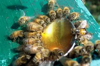 Albinele nu iau mită, din cauza mierii de vară rece în Tatarstan poate deveni „de aur“ Seara Kazan