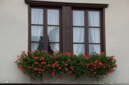 Pelargonium, muscata sau dormitor, o grădină de flori, pe balcon și în coșul exterior