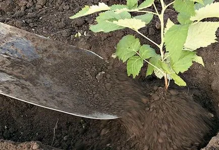 Kiültetés málna tavasszal és ősszel egy új helyre, videó és fotók