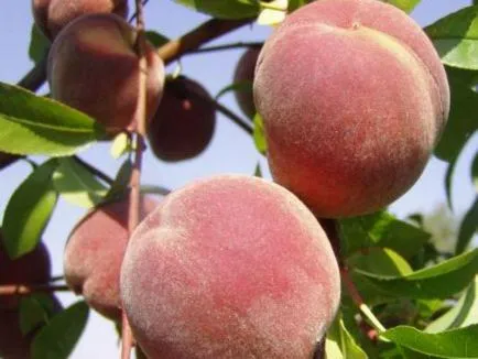 Peach (Prunus l