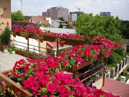 Petunia pe balcon - normele de cultivarea de flori