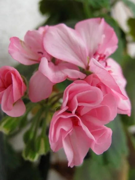 Pelargonium, geránium vagy hálószoba, egy virágos kert, az erkélyen, és a szélső kosárban