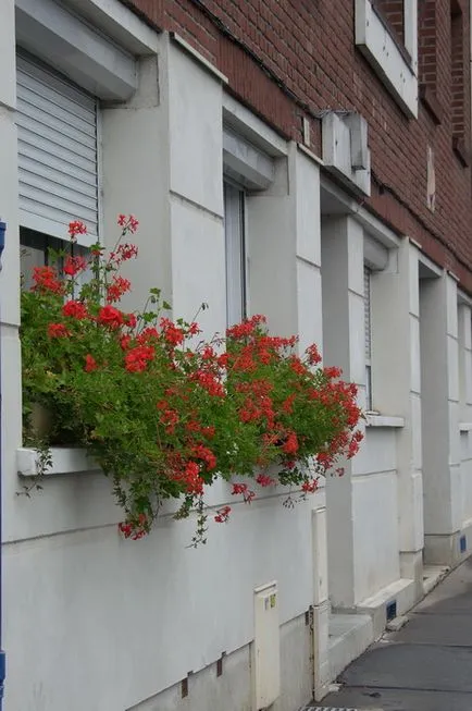 Pelargonium, muscata sau dormitor, o grădină de flori, pe balcon și în coșul exterior