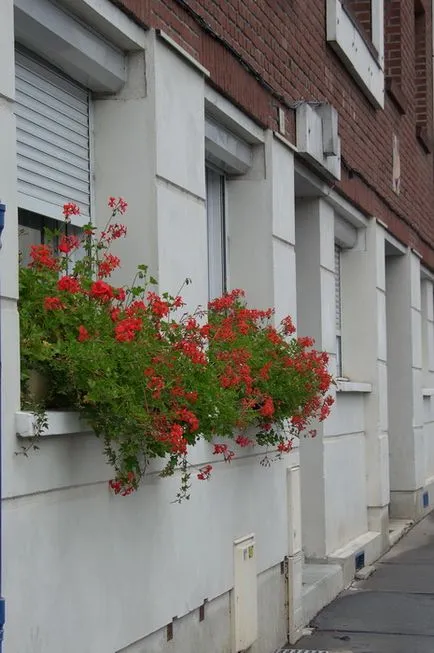 Pelargonium, geránium vagy hálószoba, egy virágos kert, az erkélyen, és a szélső kosárban