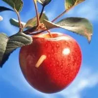 Ябълков когато разпръсква
