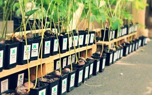 Plantscare - озеленяване сайт до ключ услуги по озеленяване крайградски район