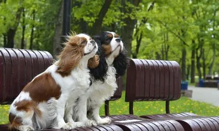 Kennel Minszkben