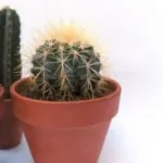 De ce cactus înțepător despre cactuși în creștere