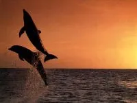 De ce sunt delfinii înota în fața de ce delfini navei înota salt înainte navei