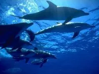 Защо делфини плуват пред защо делфините на кораба плуват скок напред на кораба