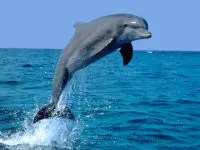Защо делфини плуват пред защо делфините на кораба плуват скок напред на кораба