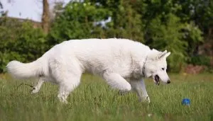 De ce cacă câine de acasă după o plimbare, heppidogs