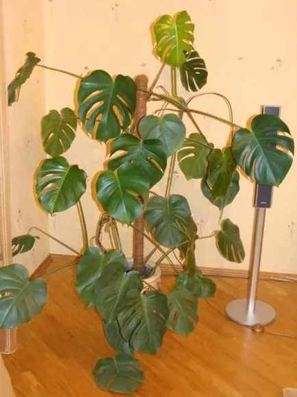 De ce Monstera întuneca și sfaturi uscate ale frunzelor, Monstera