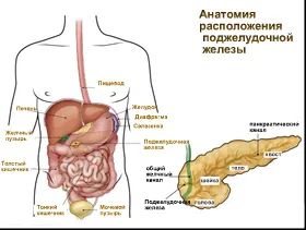 Pancreasul este în cazul în care și modul în care doare